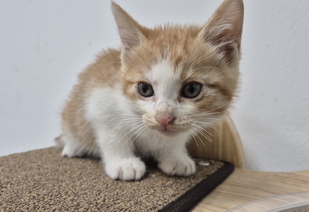 종료(방사) 한국 …